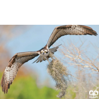 گونه عقاب ماهیگیر Osprey